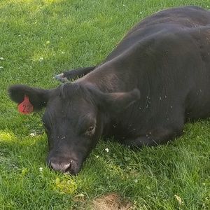 Meet your Posher, Brook